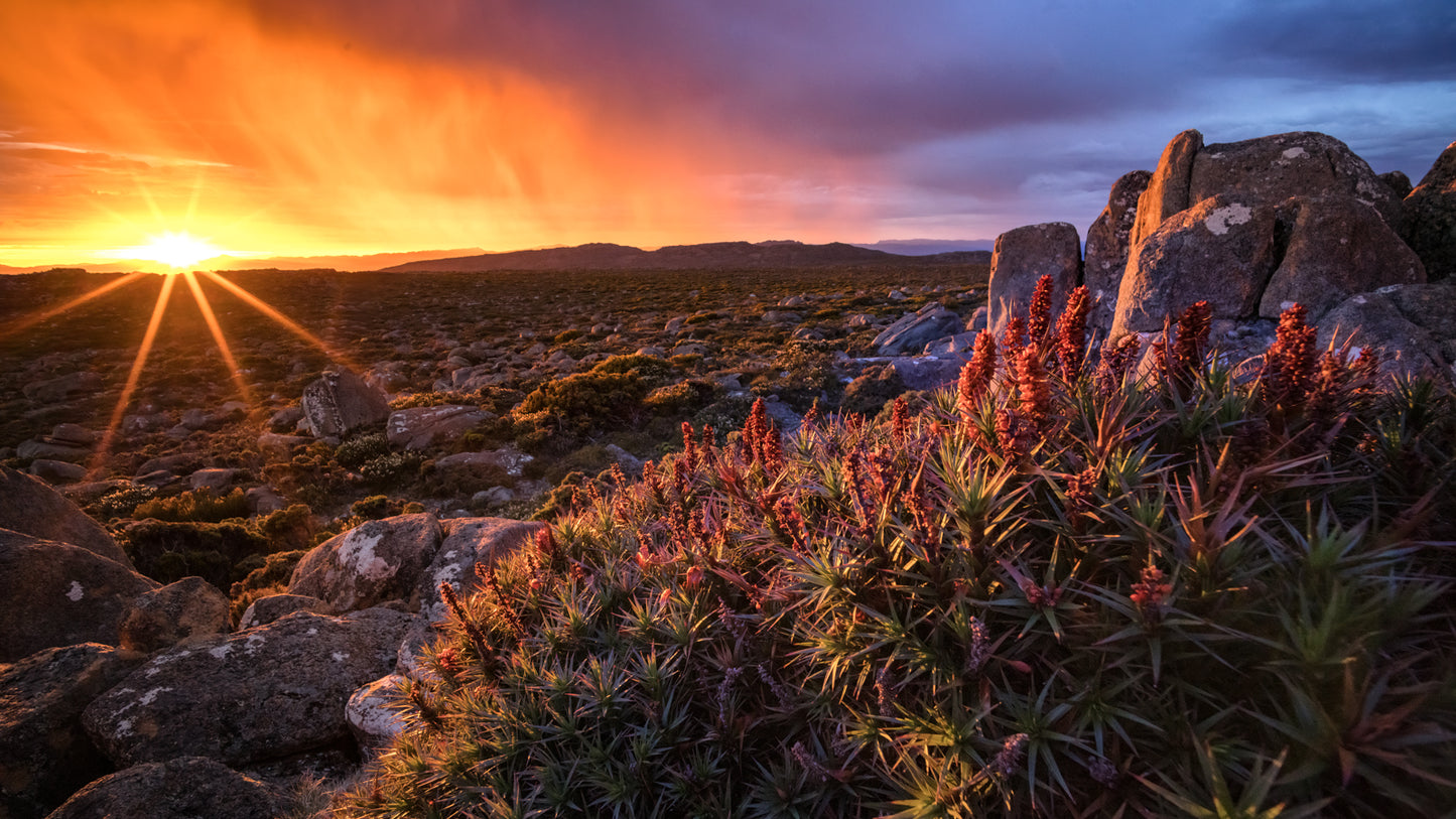 Top Of Summer - kunanyi/Mount Wellington