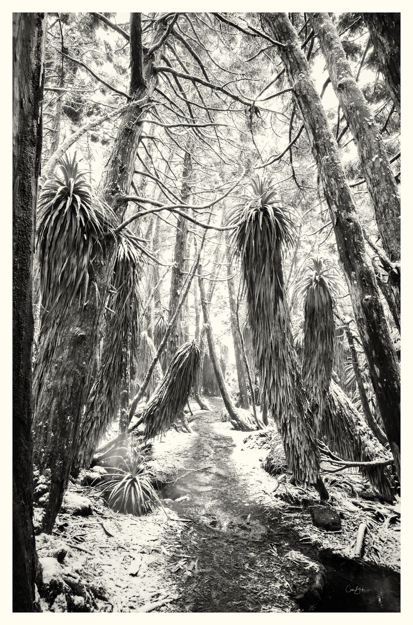Pandanis Grove - Mount Field National Park
