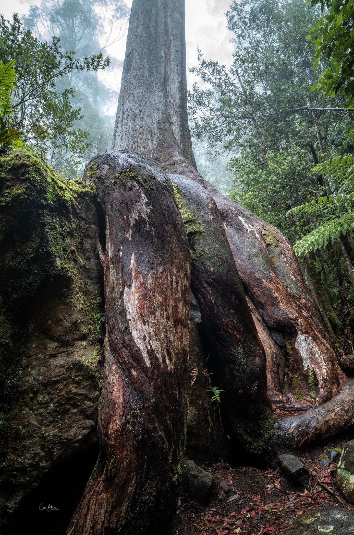 The Octopus - kunanyi / Mount Wellington (Copy)