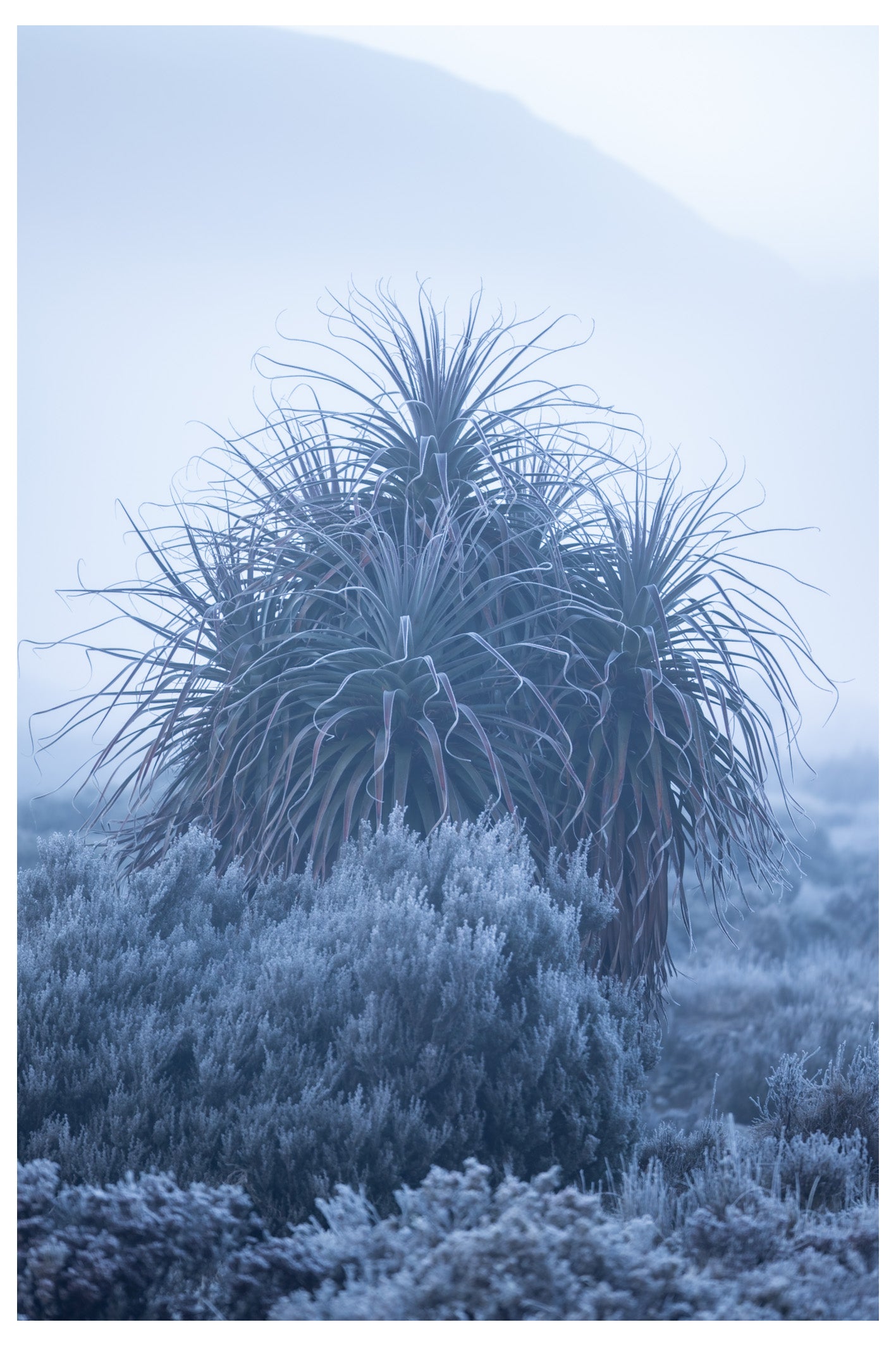 Frozen Ronny - Cradle Mountain