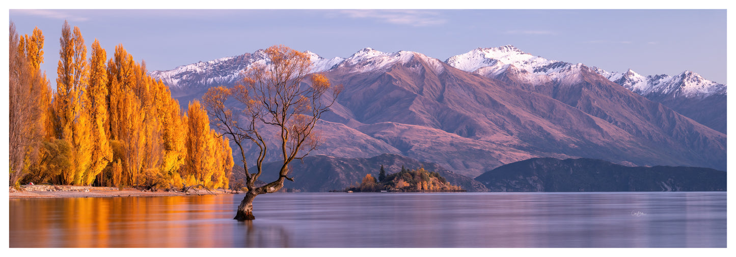 Wanaka Tree - NZ