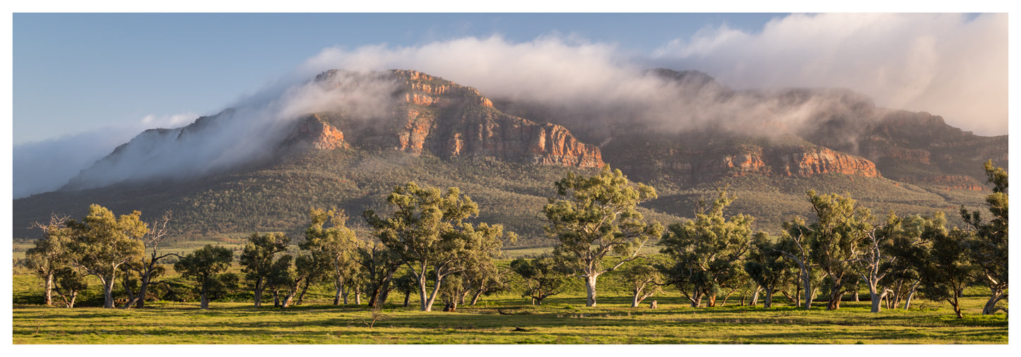 Morning Glory - Flinders Ranges