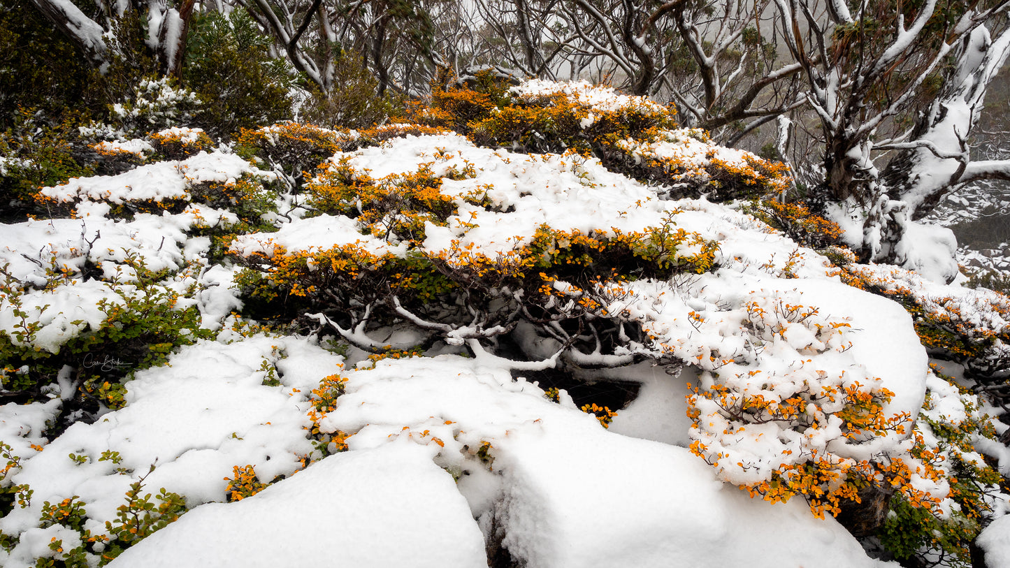 Frozen Fagus - Mount Field National Park