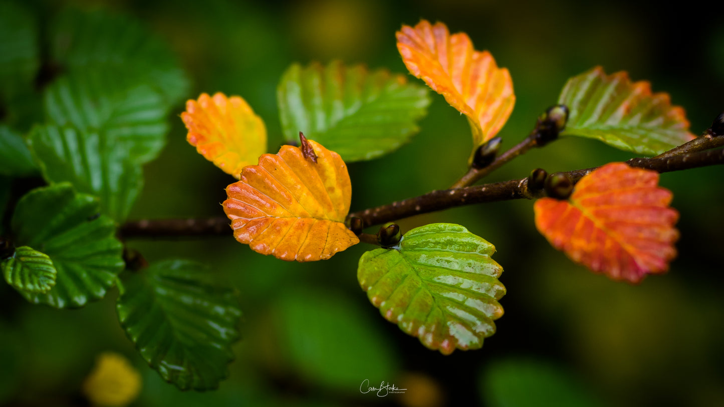 Fagus of Tasmania - Mount Field