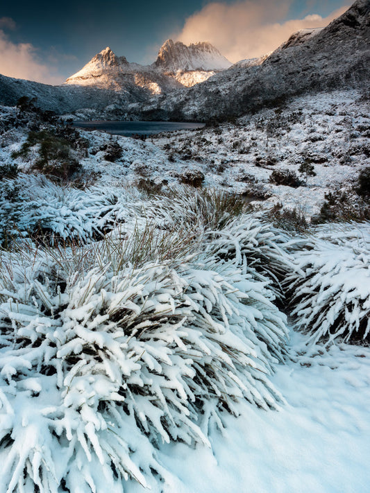 Out She Comes - Cradle Mountain