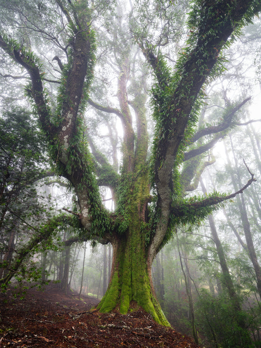 Giants of North East - Tasmania