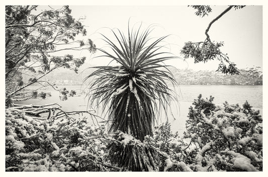 Snowdandis - Mount Field National Park