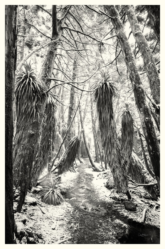 Pandanis Grove - Mount Field National Park