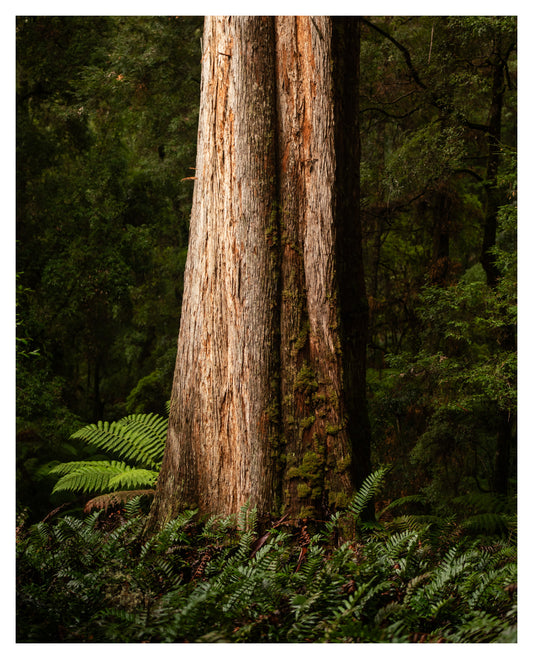 Chisholm Trees - Tarkine