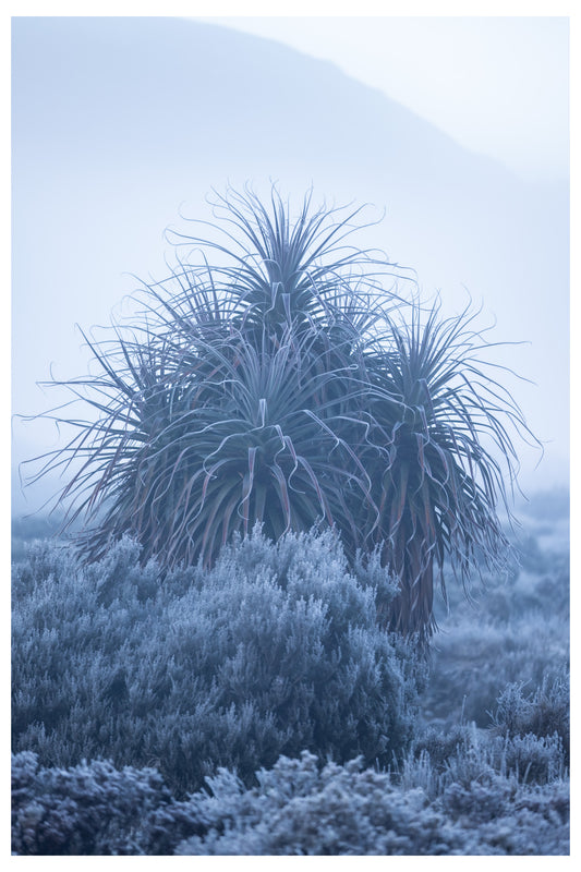 Frozen Ronny - Cradle Mountain