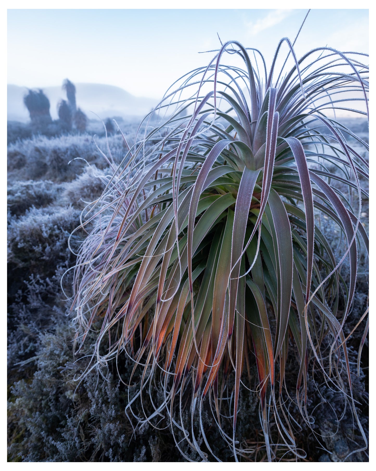 Frozen Moments - Cradle Mountain