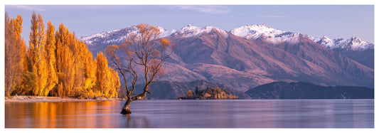 Wanaka Tree - NZ