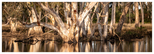 Gum Reflections - Kangaroo Island SA