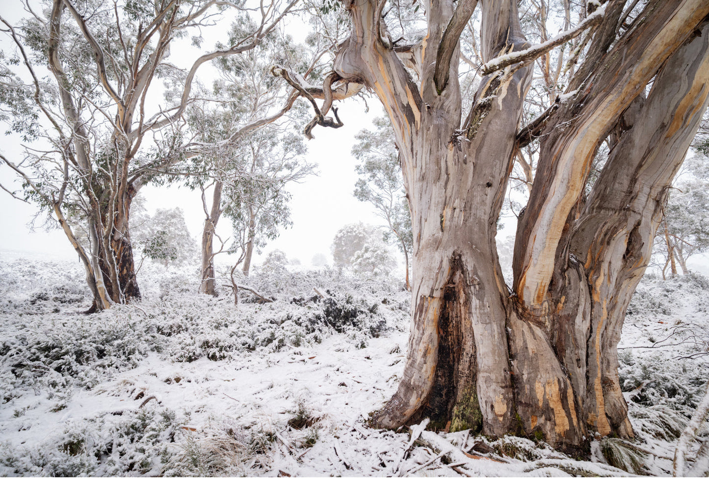 Snow Gum Lane - Tasmania