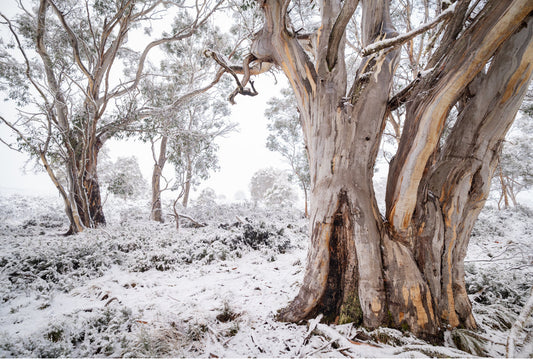 Snow Gum Lane - Tasmania