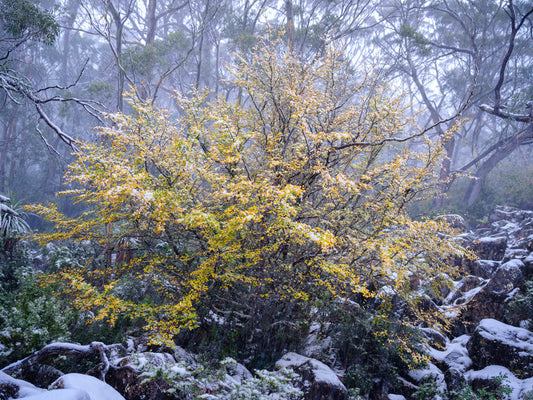 The Original - Mount Field