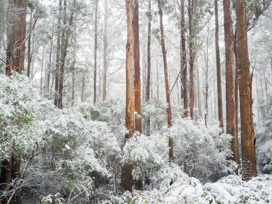Straight Snow Trees - Mount Field