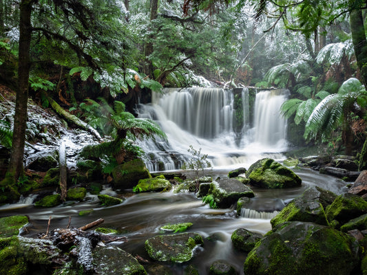 Horses in Snow - Mount Field