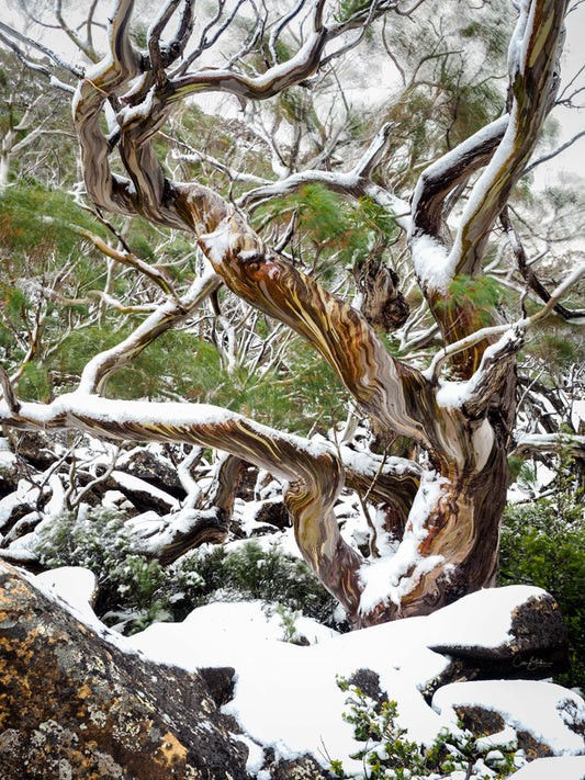 Snow Snow Gums - Mount Field