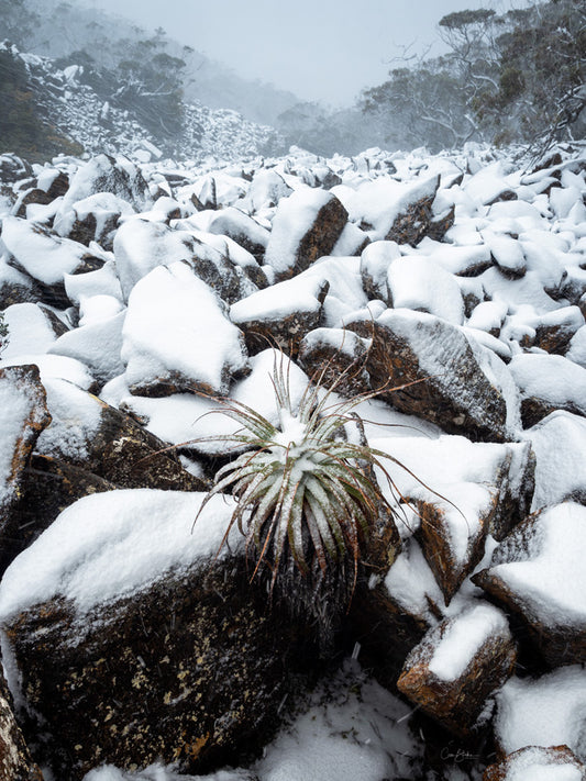 Survivor - Mount Field