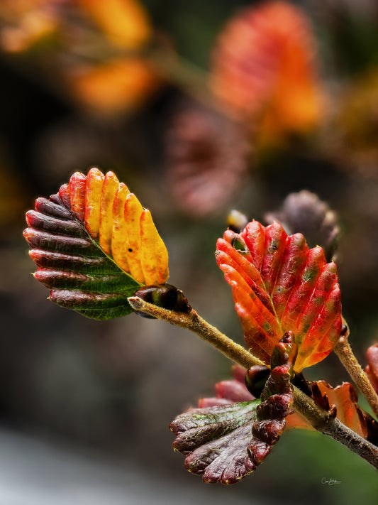 Fagus Changes - Mount Field National Park