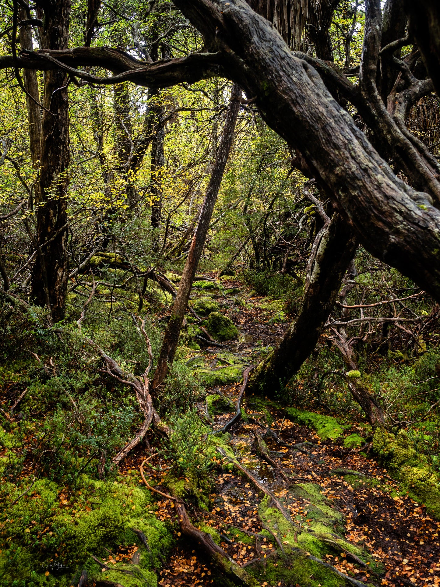 Fagus Forests -Cradle Mountain