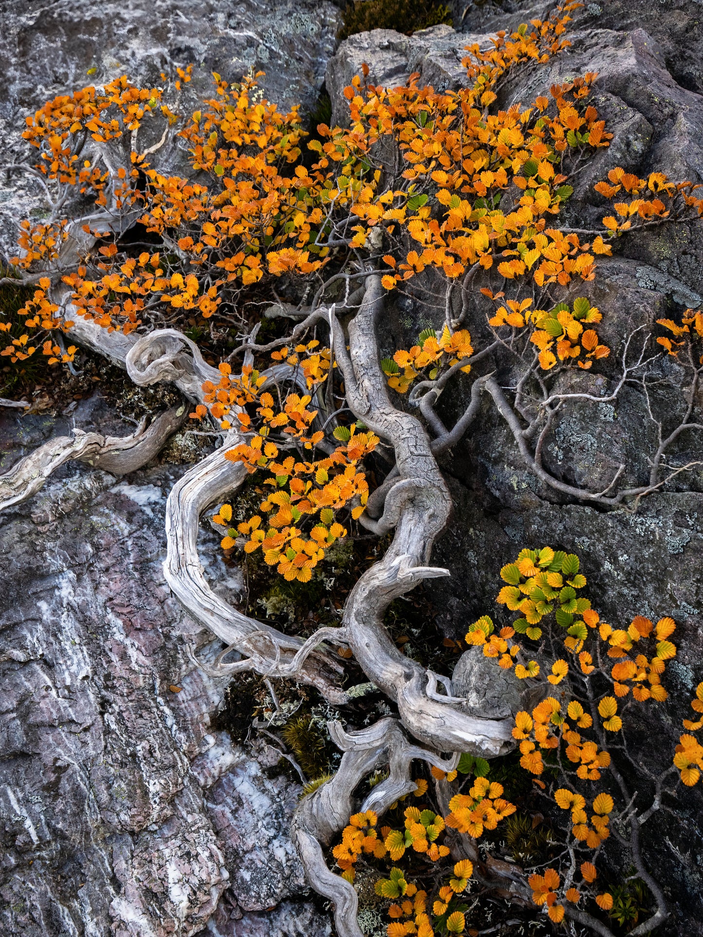 Fagus World - West Coast Tasmania