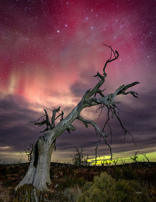 Aurora Goodness - Tasmania